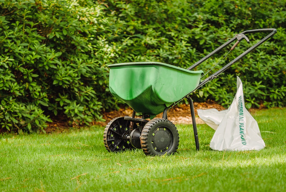 Hnojenie trávnika pomocou záhradného vozíka. 