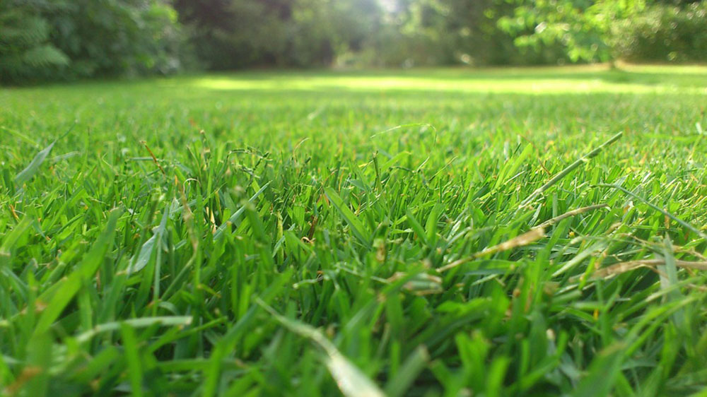 Tráva po kosení rotačnou kosačkou Fieldmann.